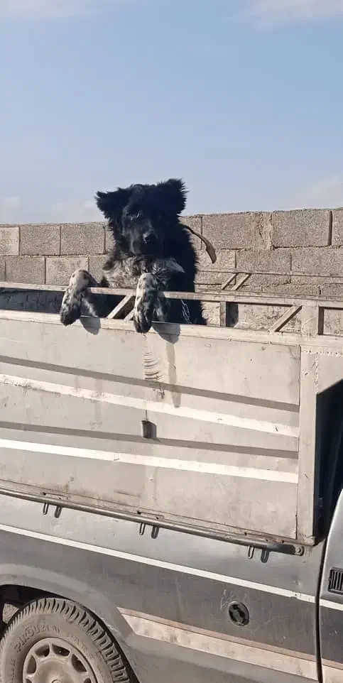 سگ قدرجونی|سگ|ابریشم, |دیوار