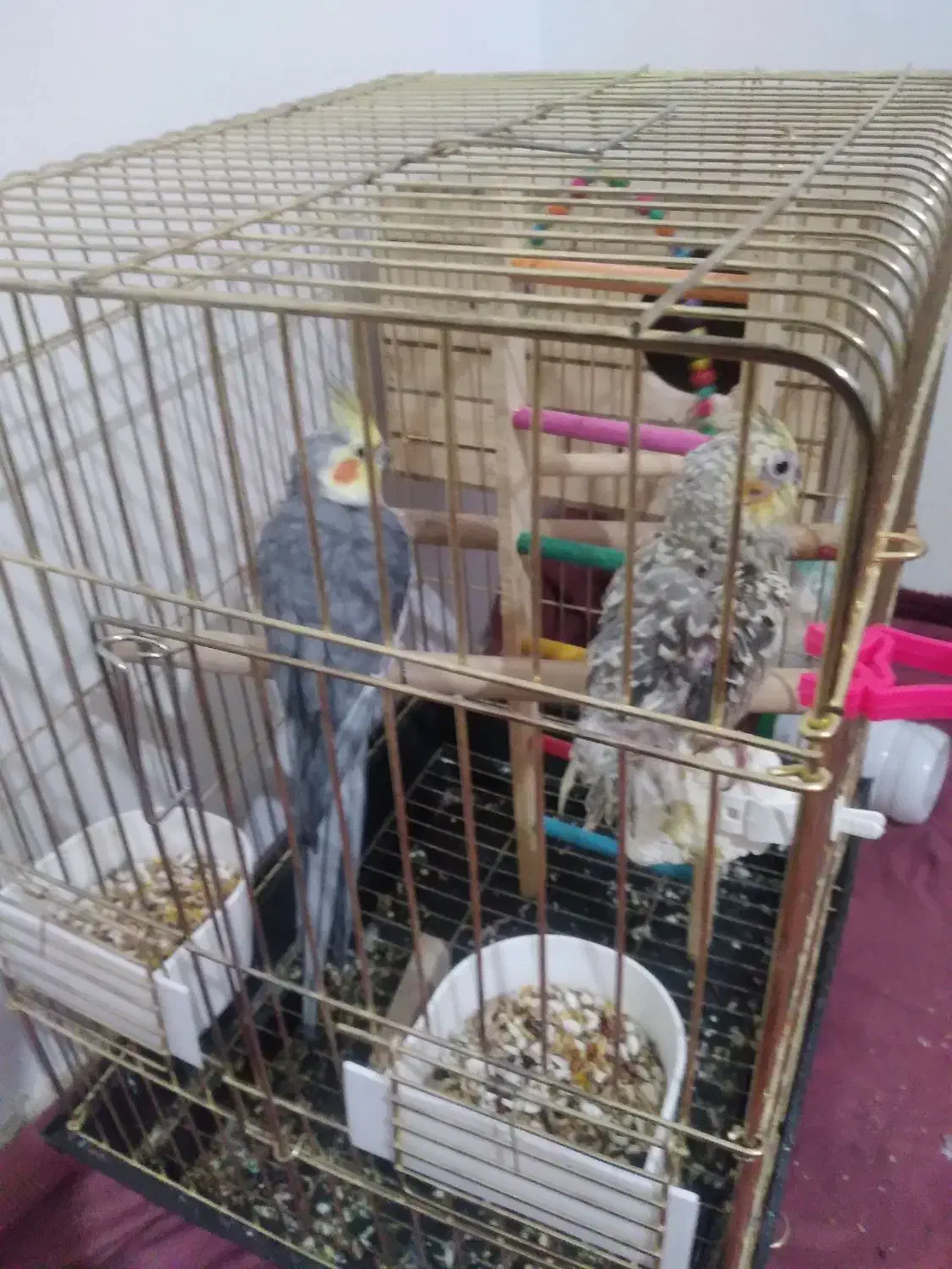 عروس|پرنده|صائین قلعه, |دیوار