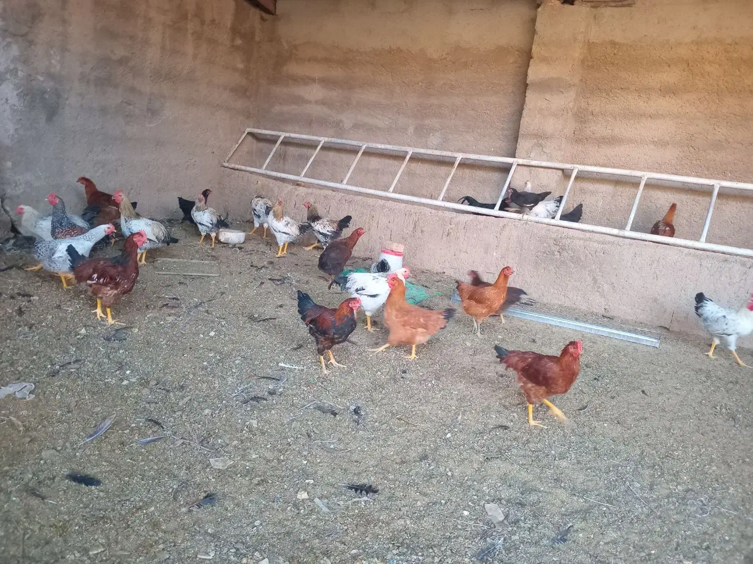خروس درشت برا سربری وزن۲۴۰۰|حیوانات مزرعه|شیراز, دانشگاه شیراز|دیوار