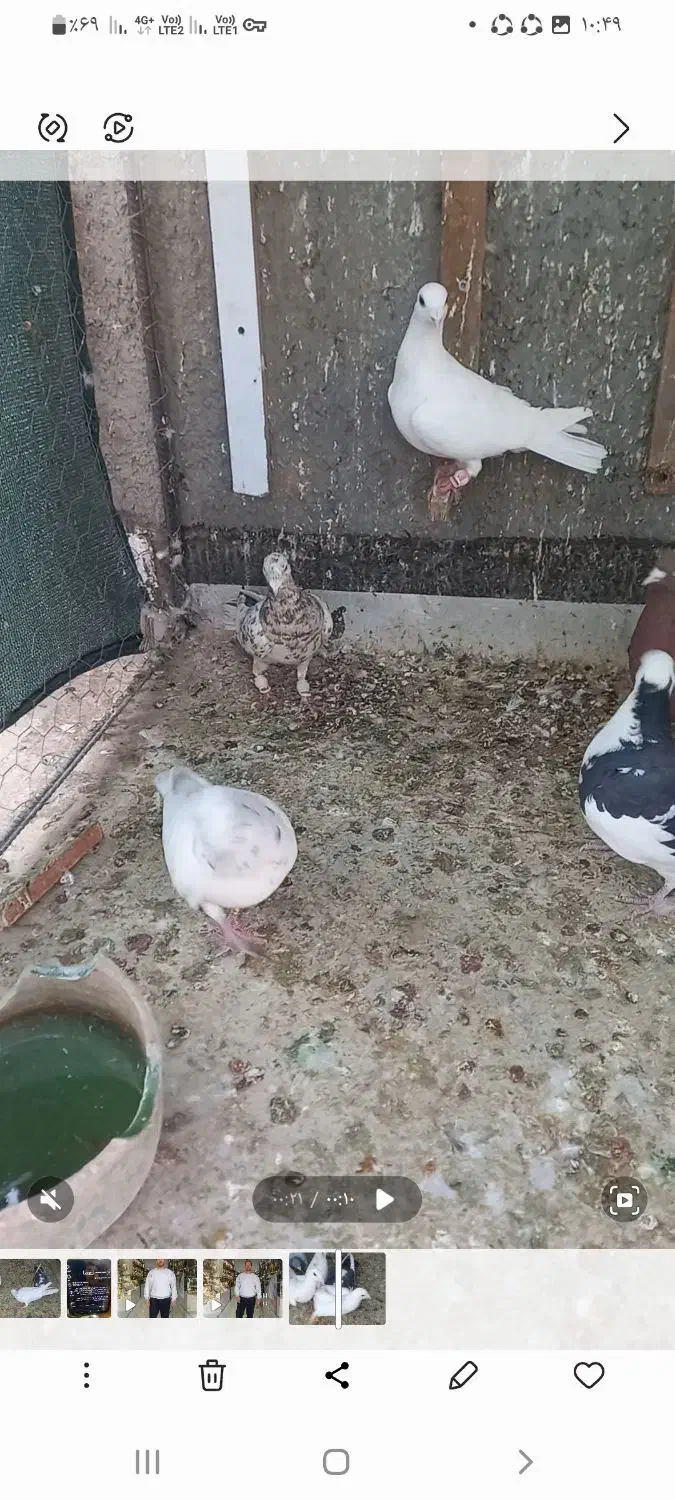 کبوتر پرشی جنگنده|پرنده|تاکستان, |دیوار