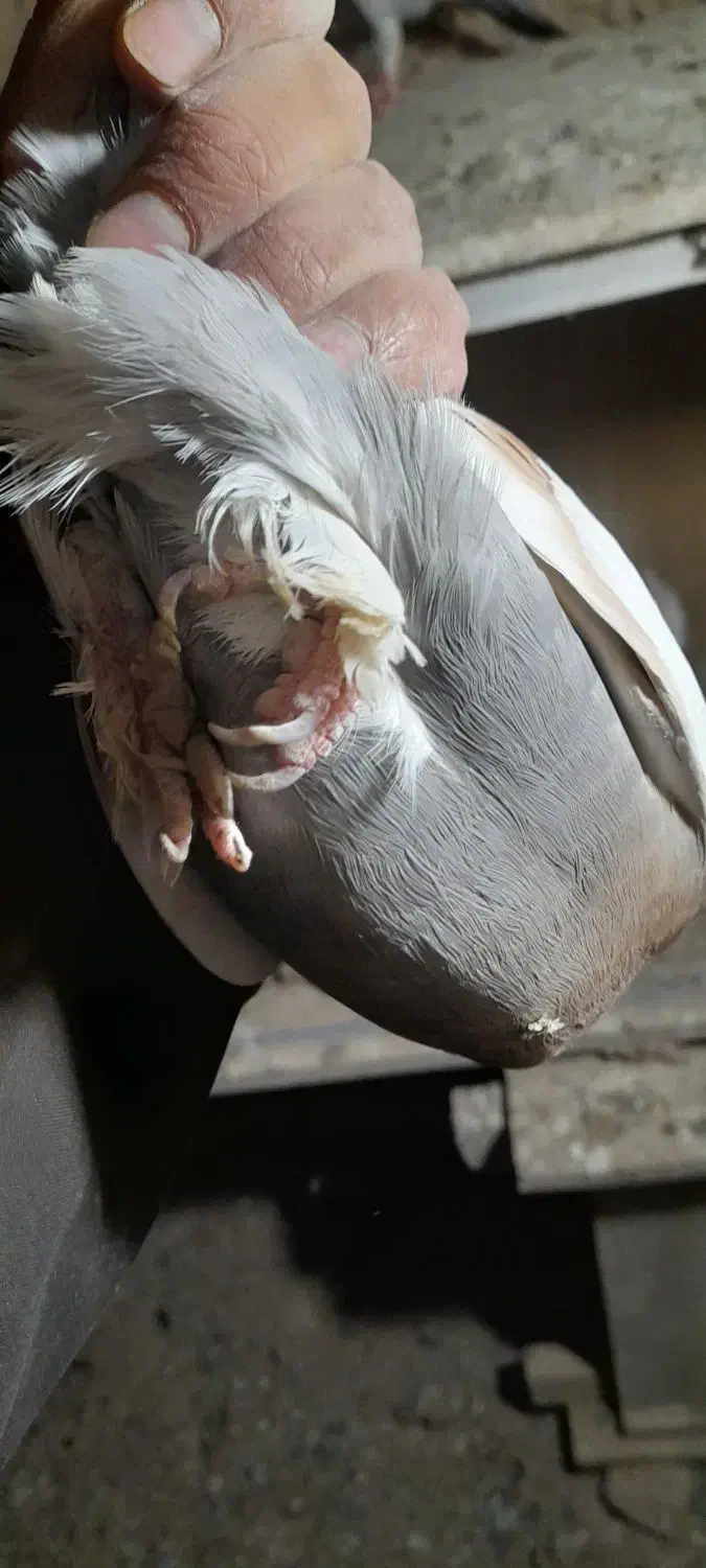 یه جفت تهرانی|پرنده|دماوند, دماوند|دیوار