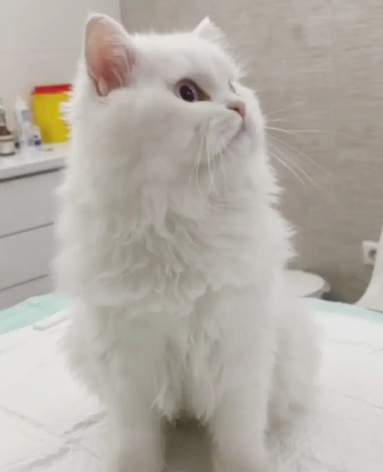 گربه پرشین|گربه|تبریز, |دیوار