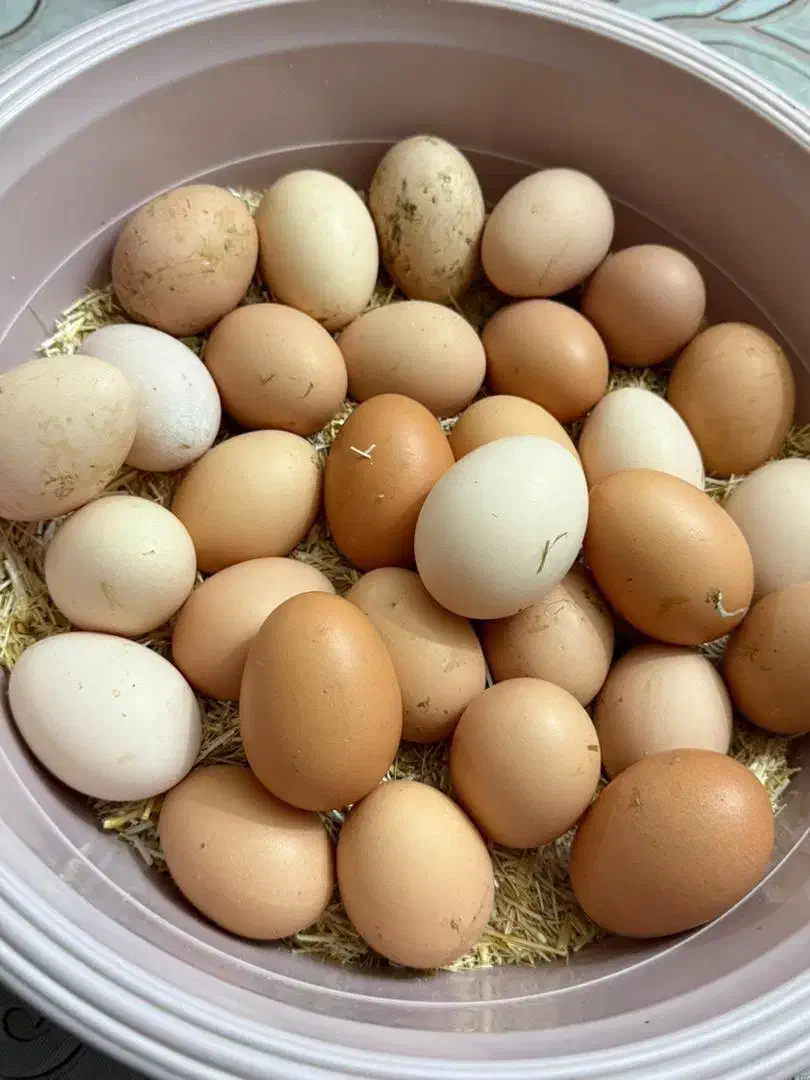 تخم مرغ محلی|خوردنی و آشامیدنی|ارومیه, |دیوار