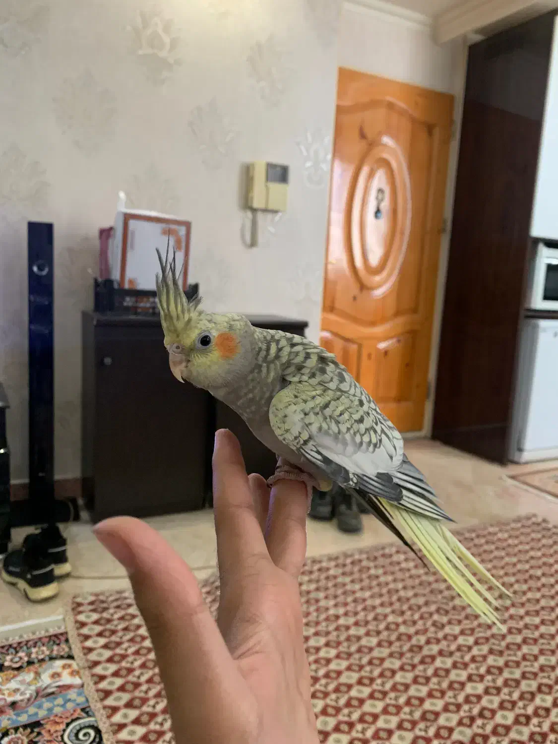 عروس هلندی سخنگو|پرنده|تهران, سازمان برنامه جنوبی|دیوار