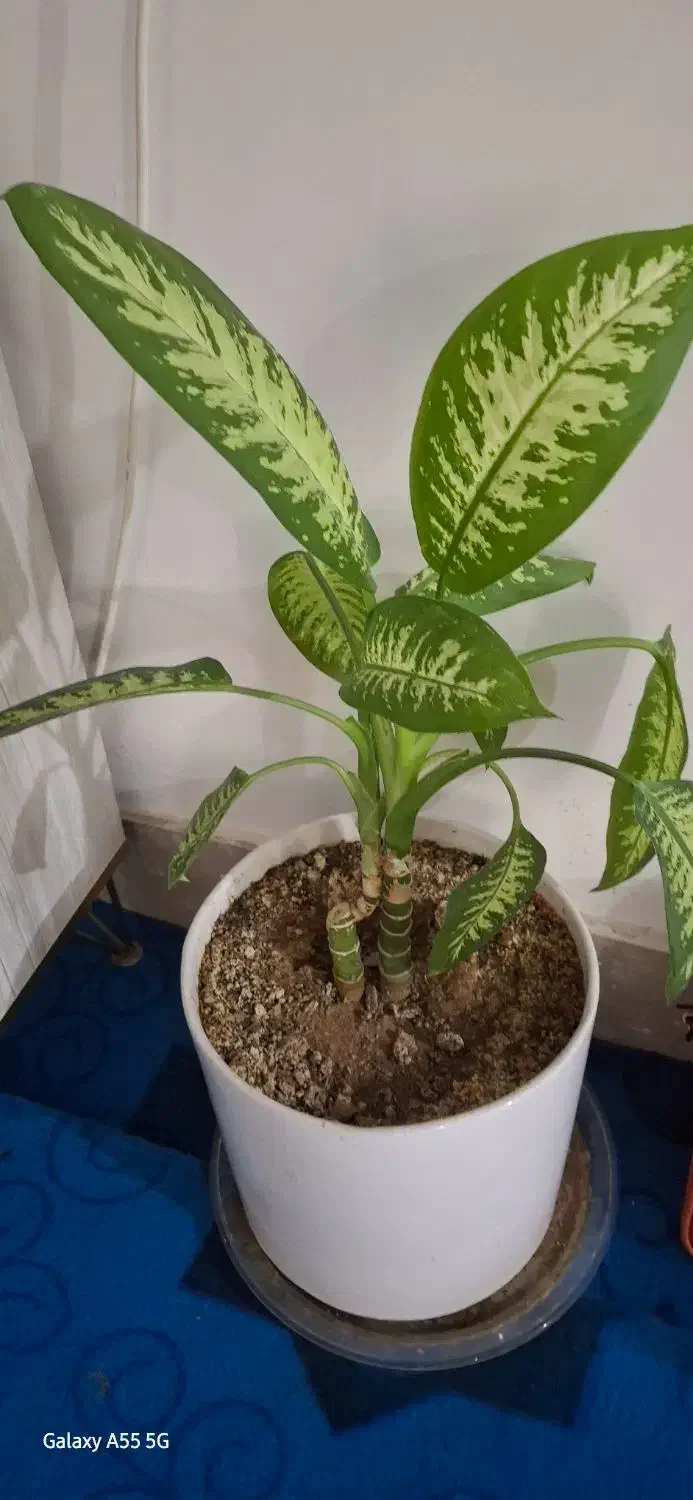 گلهای طبیعی دیفن|گل و گیاه طبیعی|ایذه, |دیوار