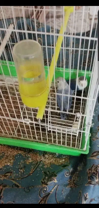 طوطی کوتوله سر تخم گذاری|پرنده|زابل, |دیوار