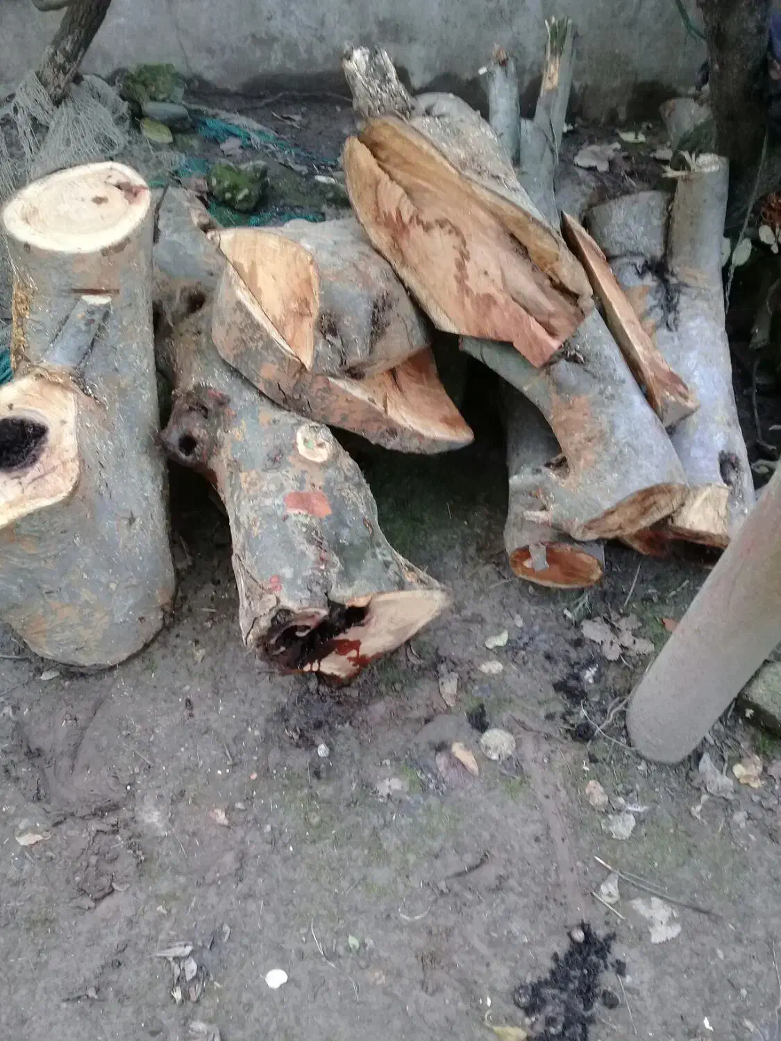 چوب زغالی درخت آزاد|مصالح و تجهیزات ساختمان|آستانه اشرفیه, |دیوار