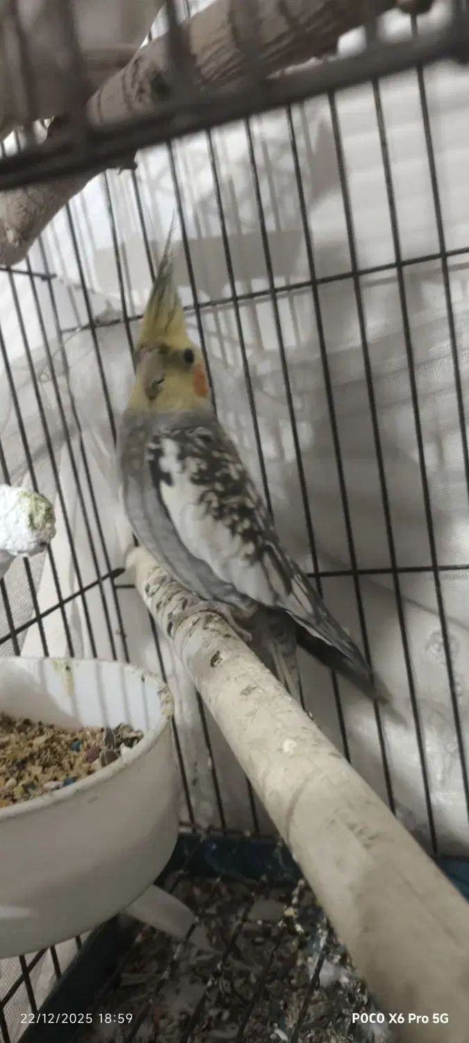 یک جفت عروس هلندی بالغ|پرنده|ماهدشت, |دیوار