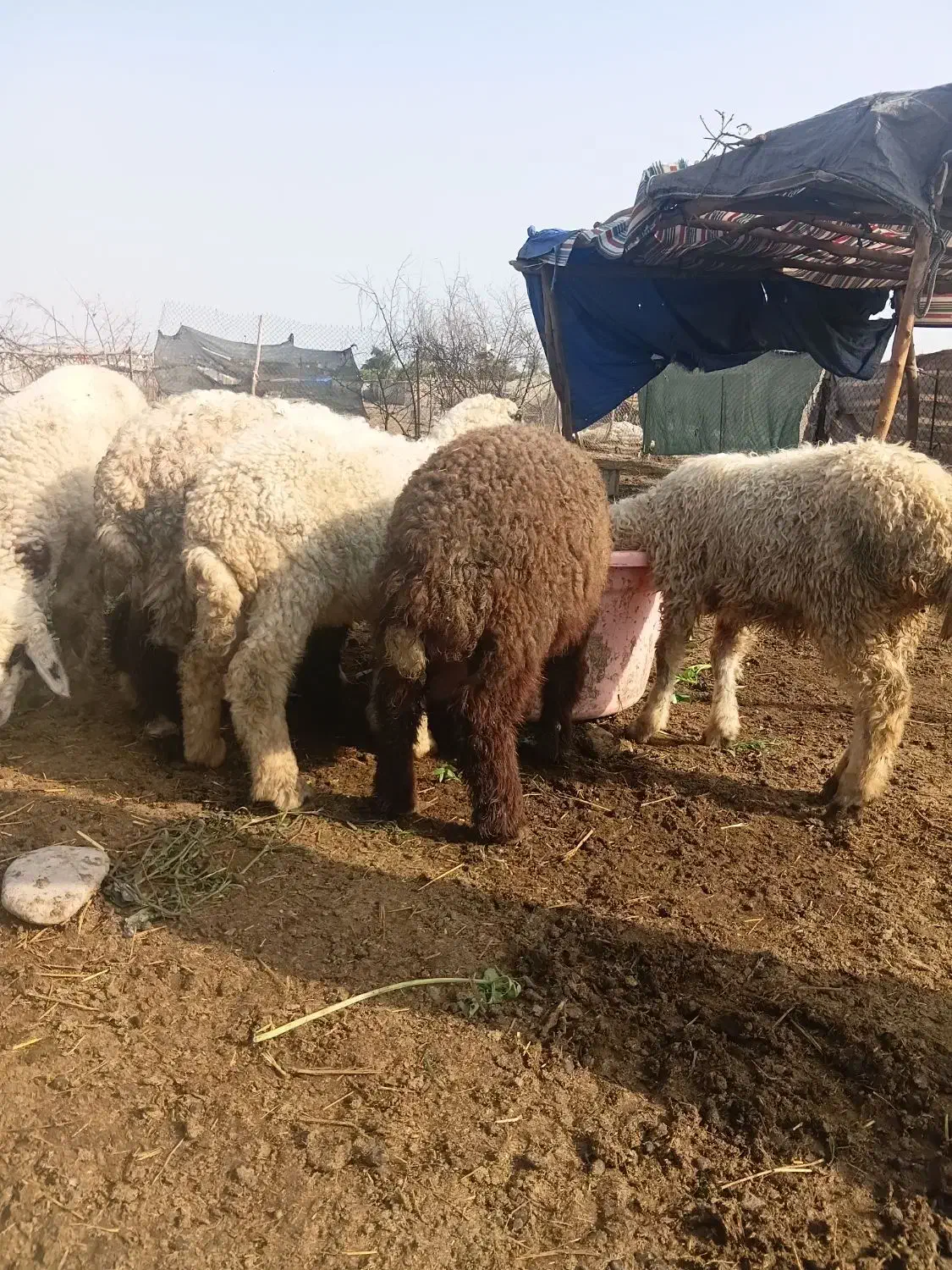 بره‌.میش.بز.بیگ|حیوانات مزرعه|دزفول, |دیوار