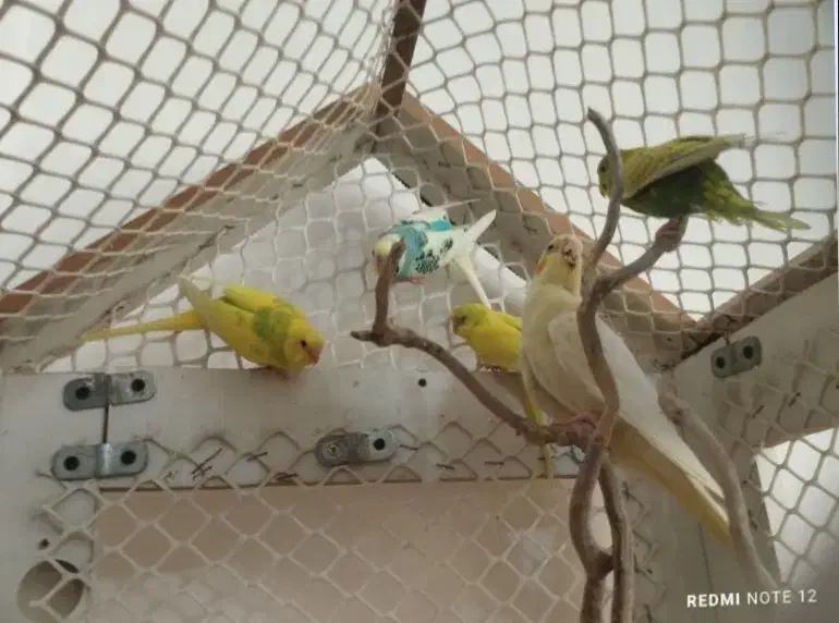 عروس هلندی و مرغ عشق|پرنده|صباشهر, |دیوار