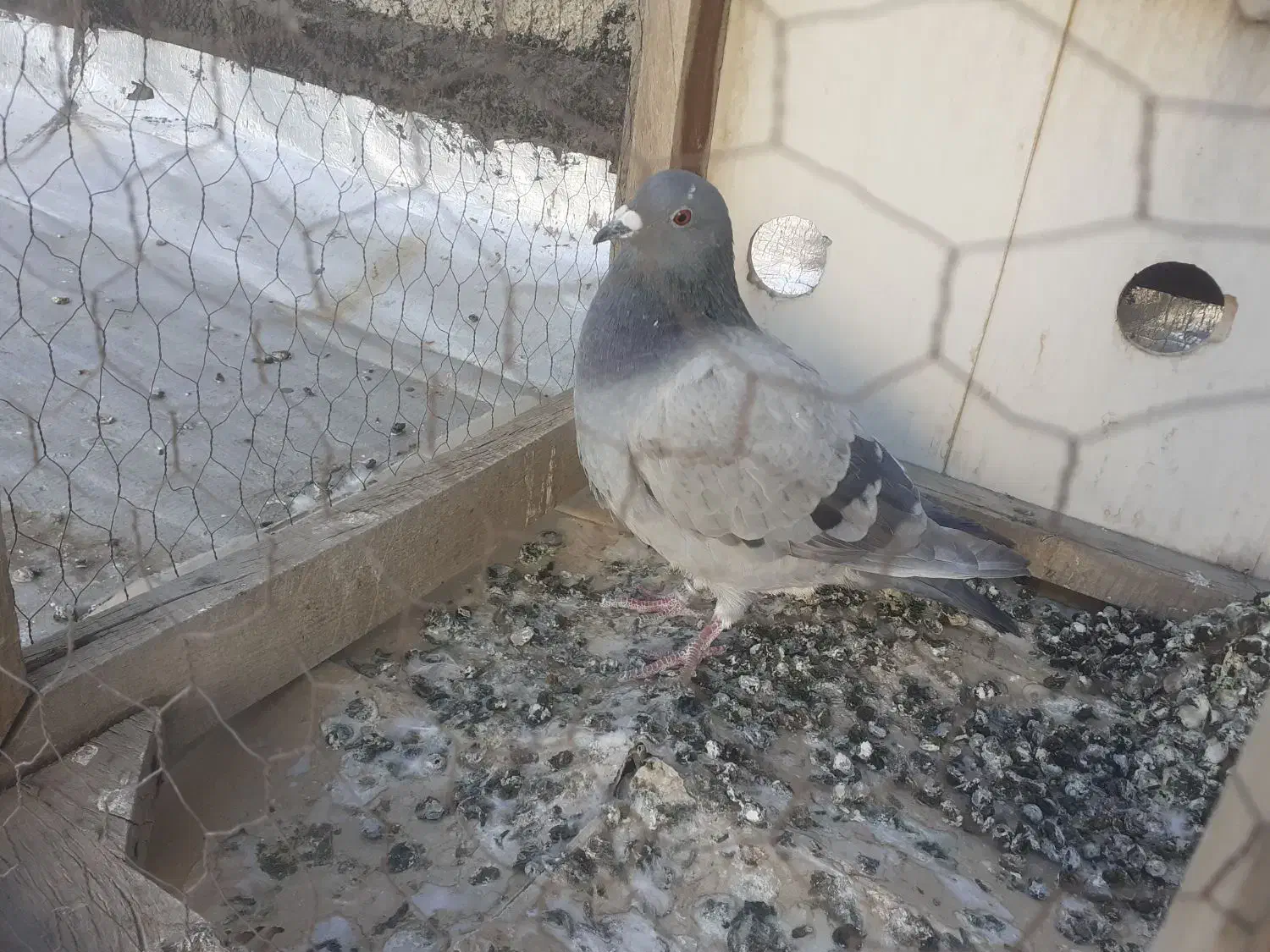 ماده پلاکی|پرنده|ملایر, |دیوار