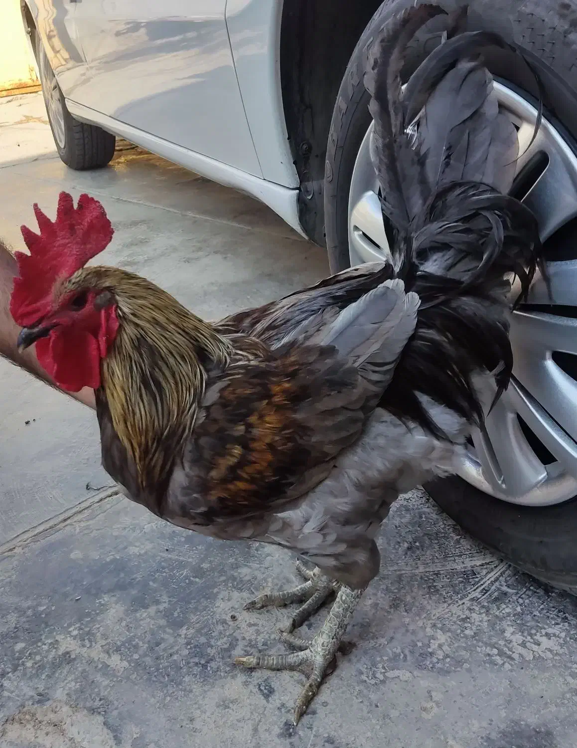 فروش خروس محلی|حیوانات مزرعه|برازجان, |دیوار