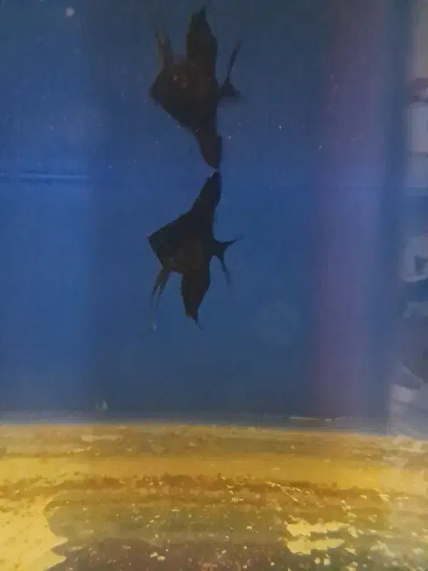 فروش آکواریوم و ماهی انجل و حلزون|ماهی|شهرکرد, |دیوار