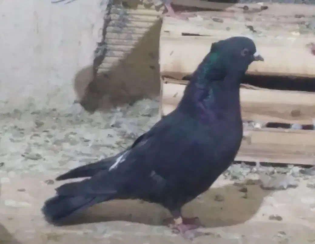 ۴۰عدد کفتر غریب همه پرشتی|پرنده|کوهدشت, |دیوار