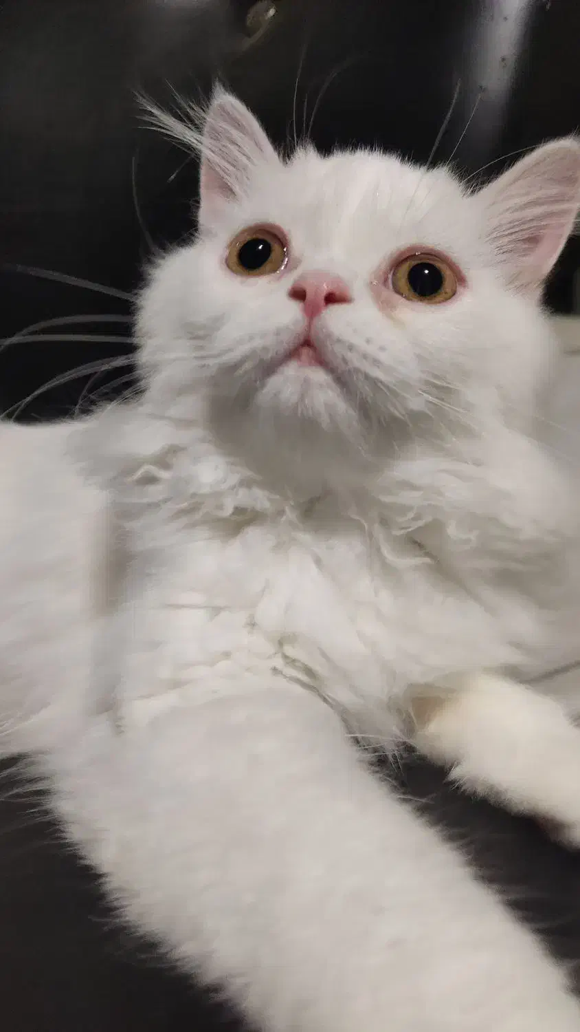 گربه نر پرشین هفت ماهه|گربه|تبریز, |دیوار