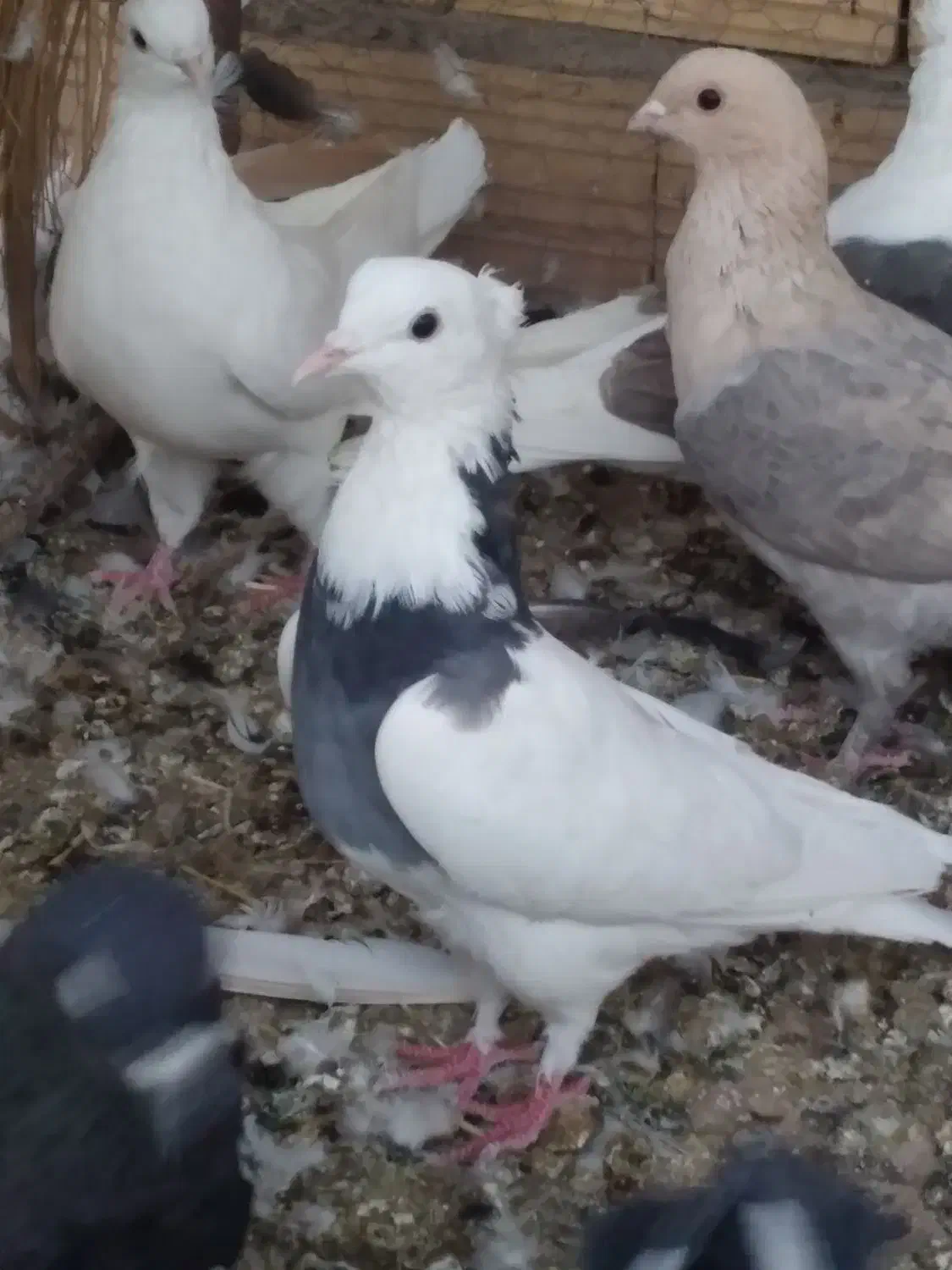 گمشده طوقی ماده کلایی|حیوانات|رفسنجان, |دیوار