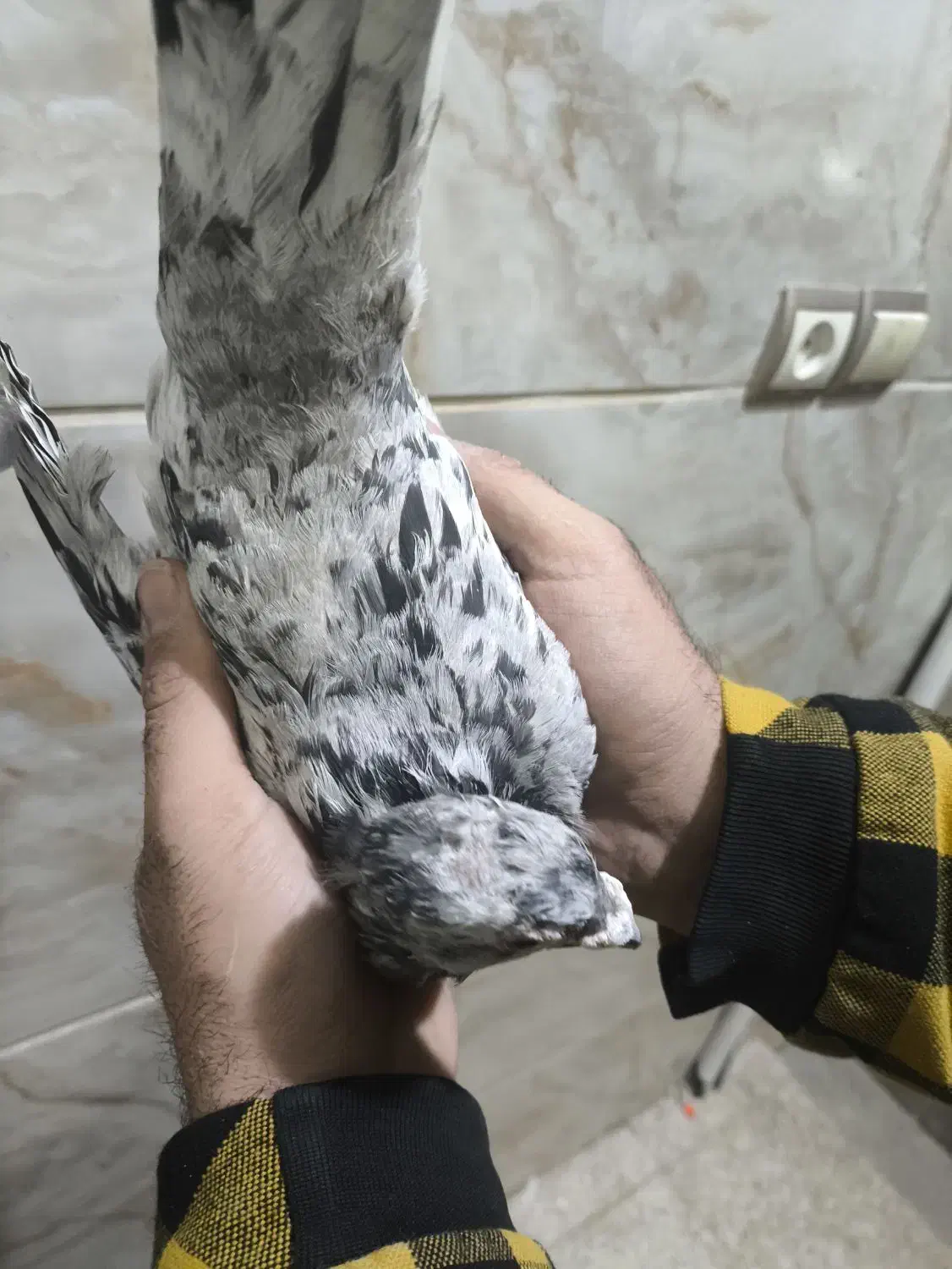 دودی هفرنگ نر|پرنده|بشاریات, |دیوار