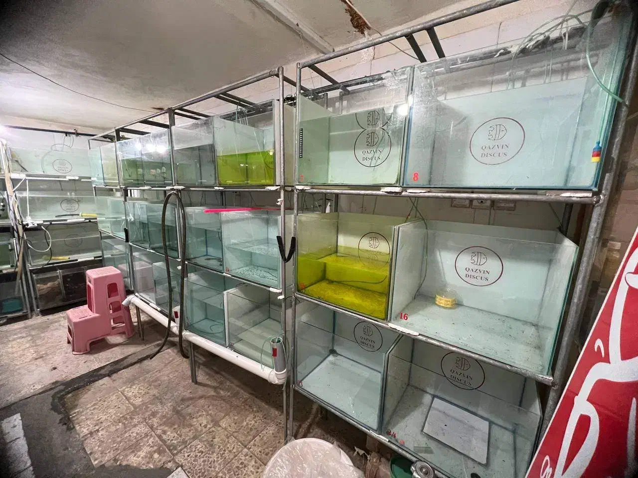 لوازم سالن ماهی زینتی|ماهی|سلماس, |دیوار