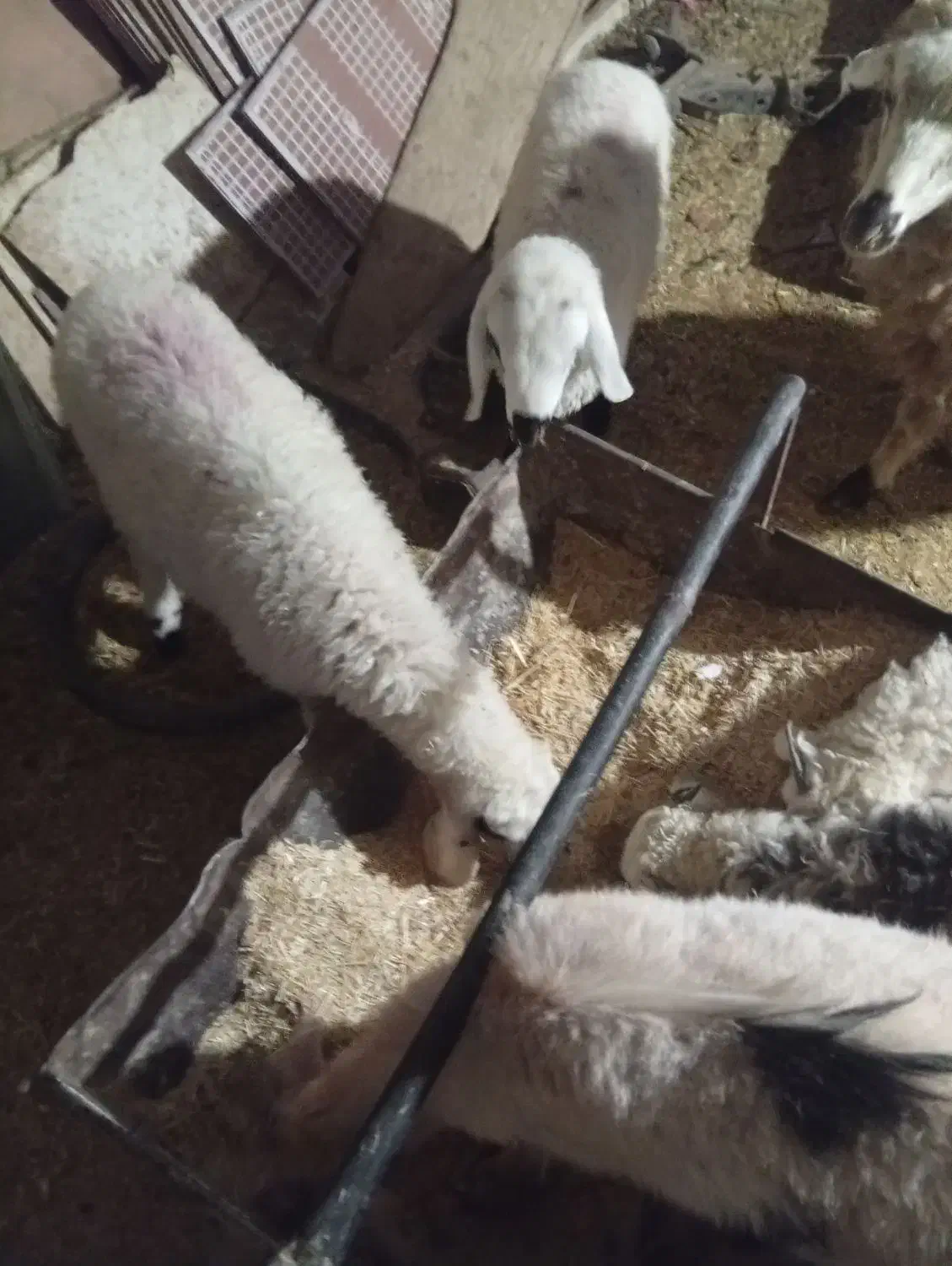 کره نر وبره نر و بره ماده شروع قیمت از 5400به بالا|حیوانات مزرعه|کرمان, |دیوار