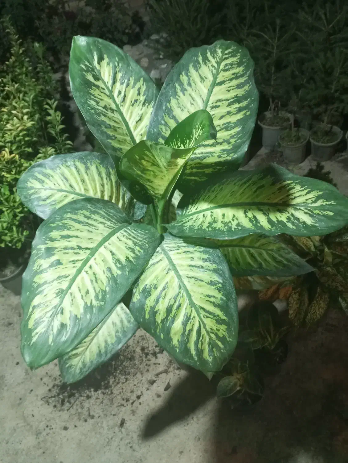 گل برای روز مادر|گل و گیاه طبیعی|امیدیه, |دیوار