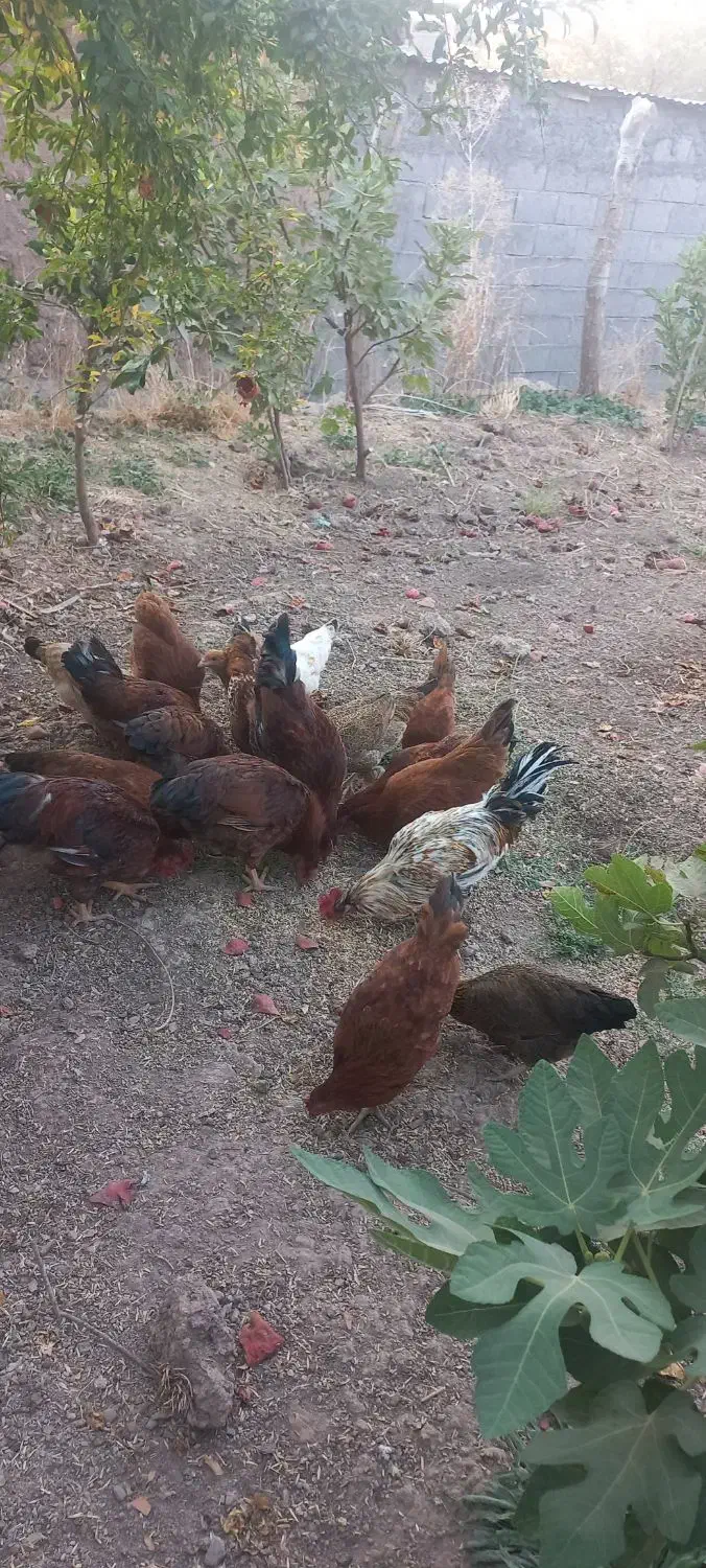 ۵عدد خروس|حیوانات مزرعه|سرپل ذهاب, |دیوار