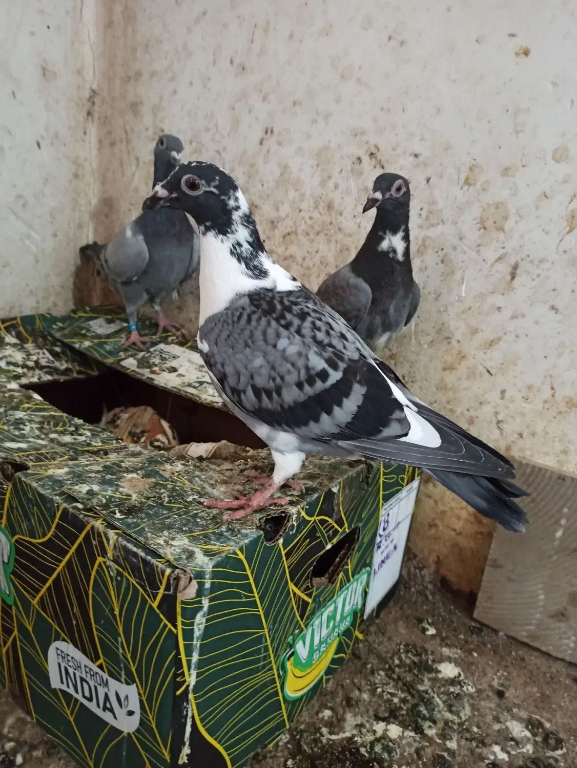 کبوتر کفتر|حیوانات|گرگان, |دیوار