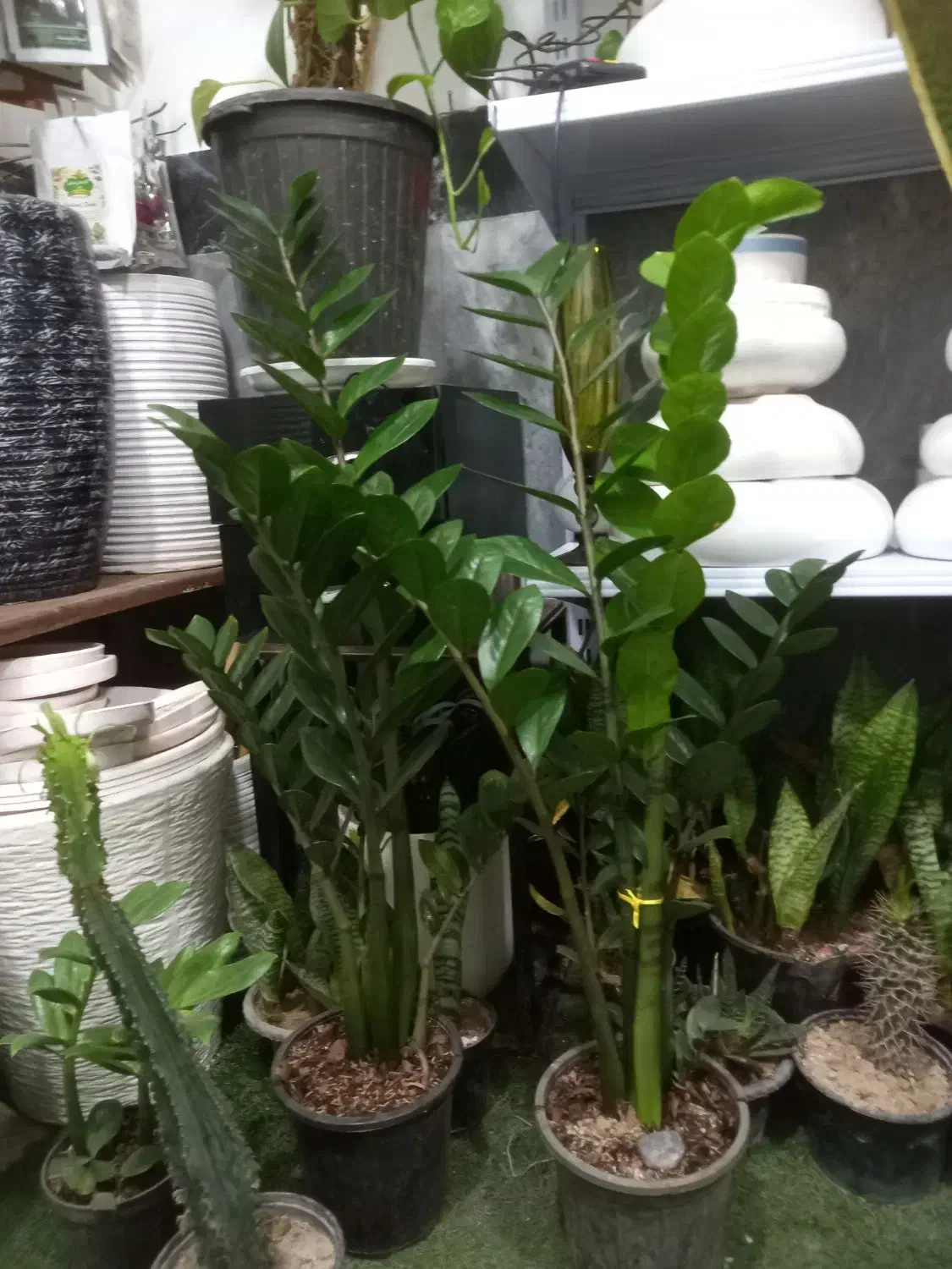 واگذاری مغازه|گل و گیاه طبیعی|بهارستان, |دیوار