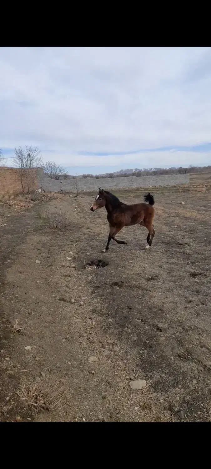 اسب|اسب و تجهیزات اسب‌سواری|ملایر, |دیوار