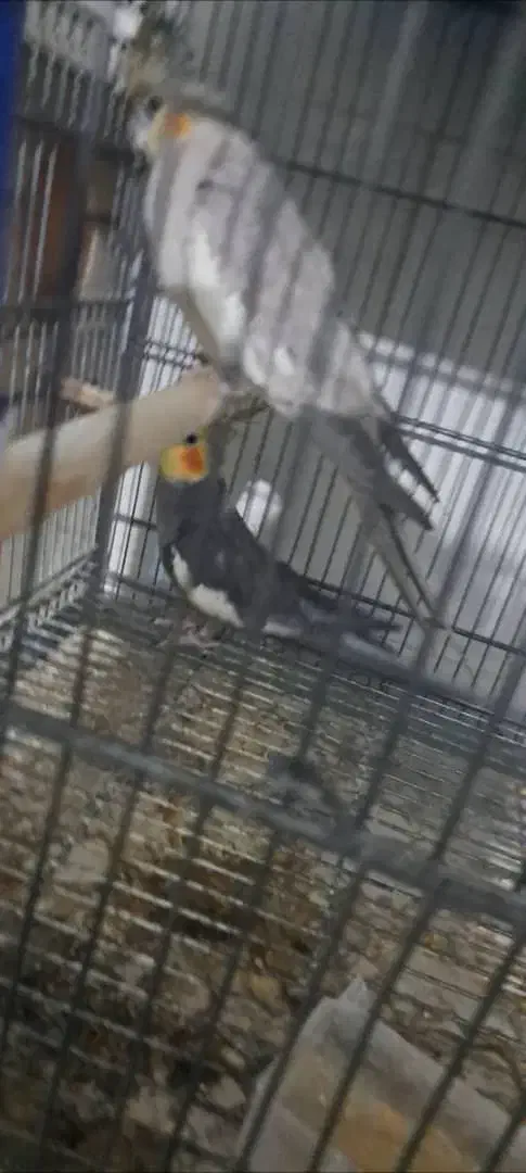 عروس هلندی|پرنده|نظرآباد, نظرآباد|دیوار