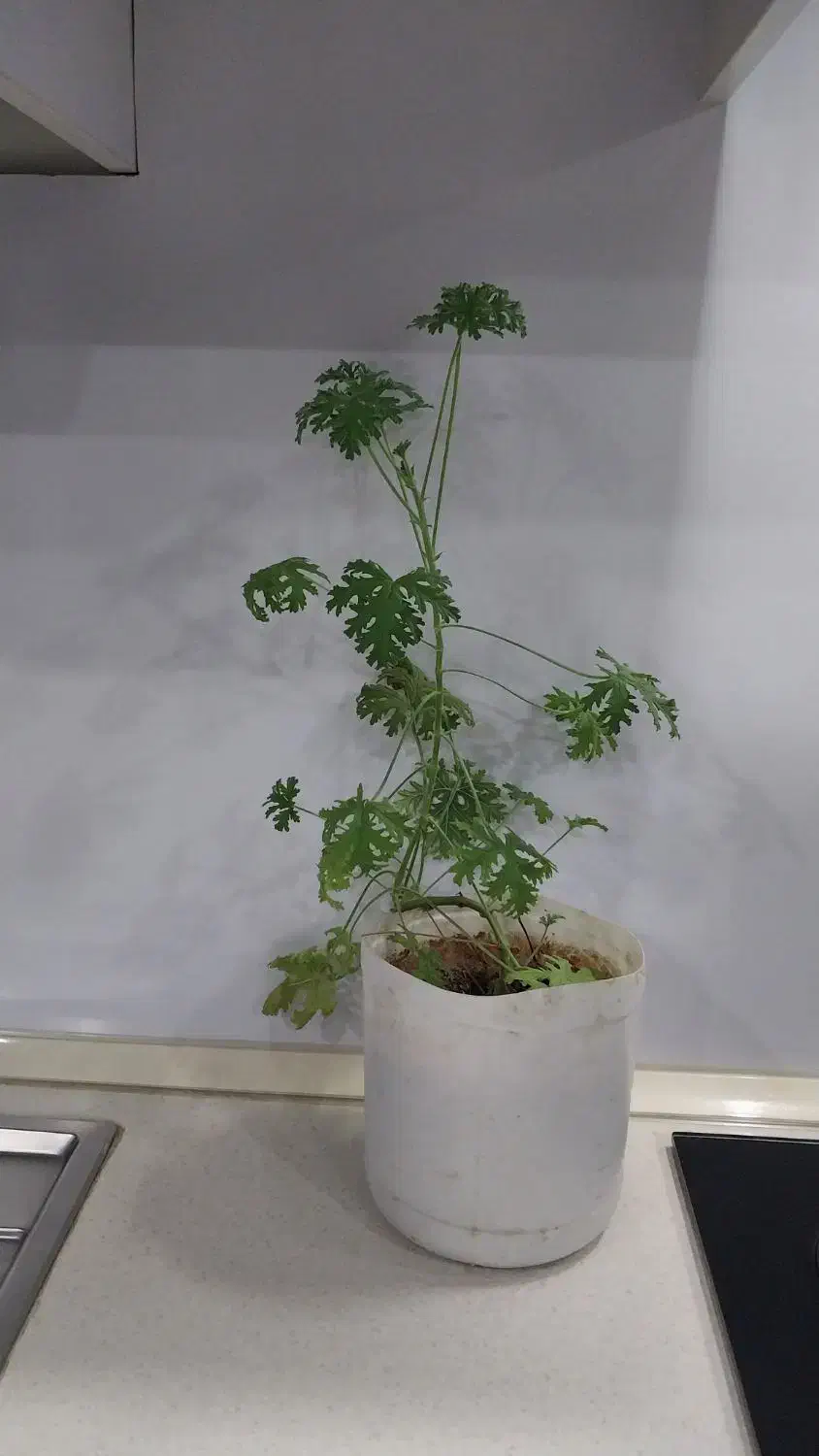 گل عطر شاه سرسبز ریشه دار|گل و گیاه طبیعی|ارومیه, |دیوار