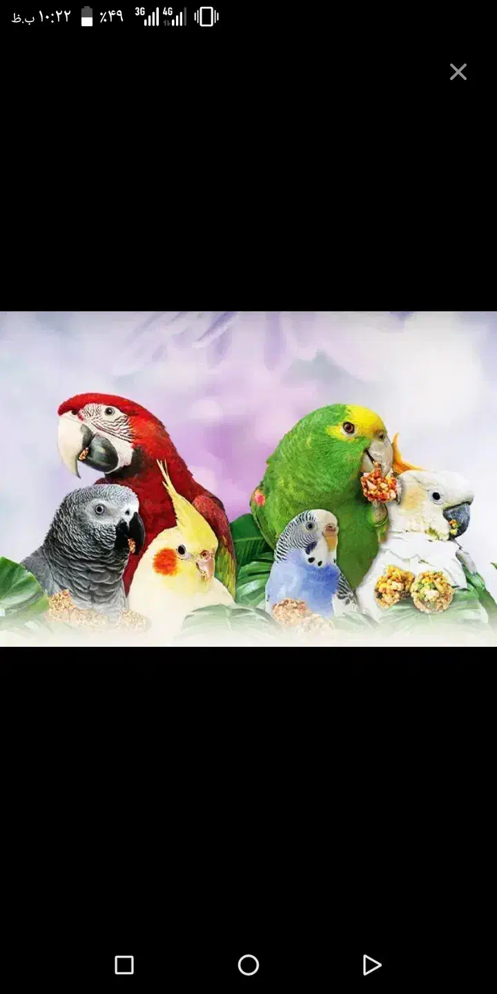 قبول واگذار ی|پرنده|محمدشهر, سیدآباد|دیوار