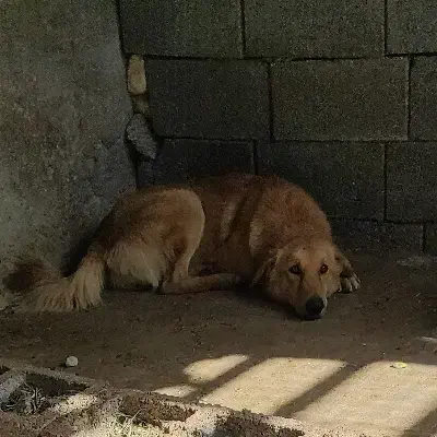 سگ گمشده در روستای درگیر|حیوانات|بندرعباس, |دیوار