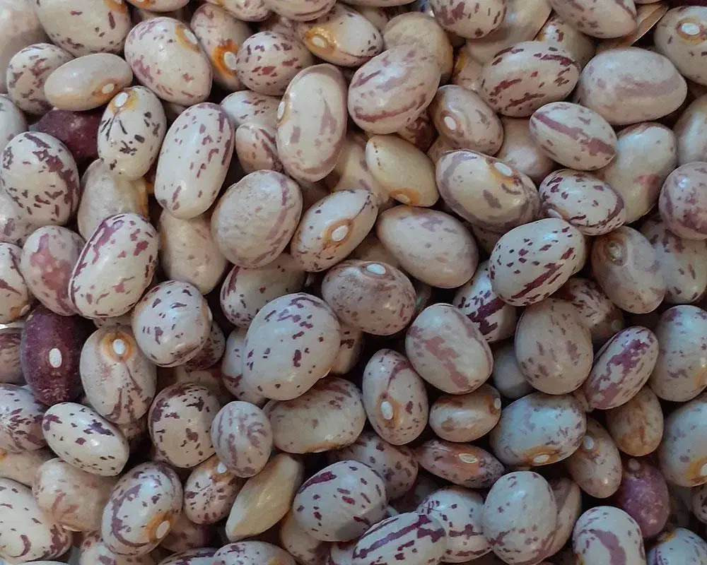 لوبیا چیتی درجه یک|خوردنی و آشامیدنی|صدرا-فارس, فاز ۱|دیوار