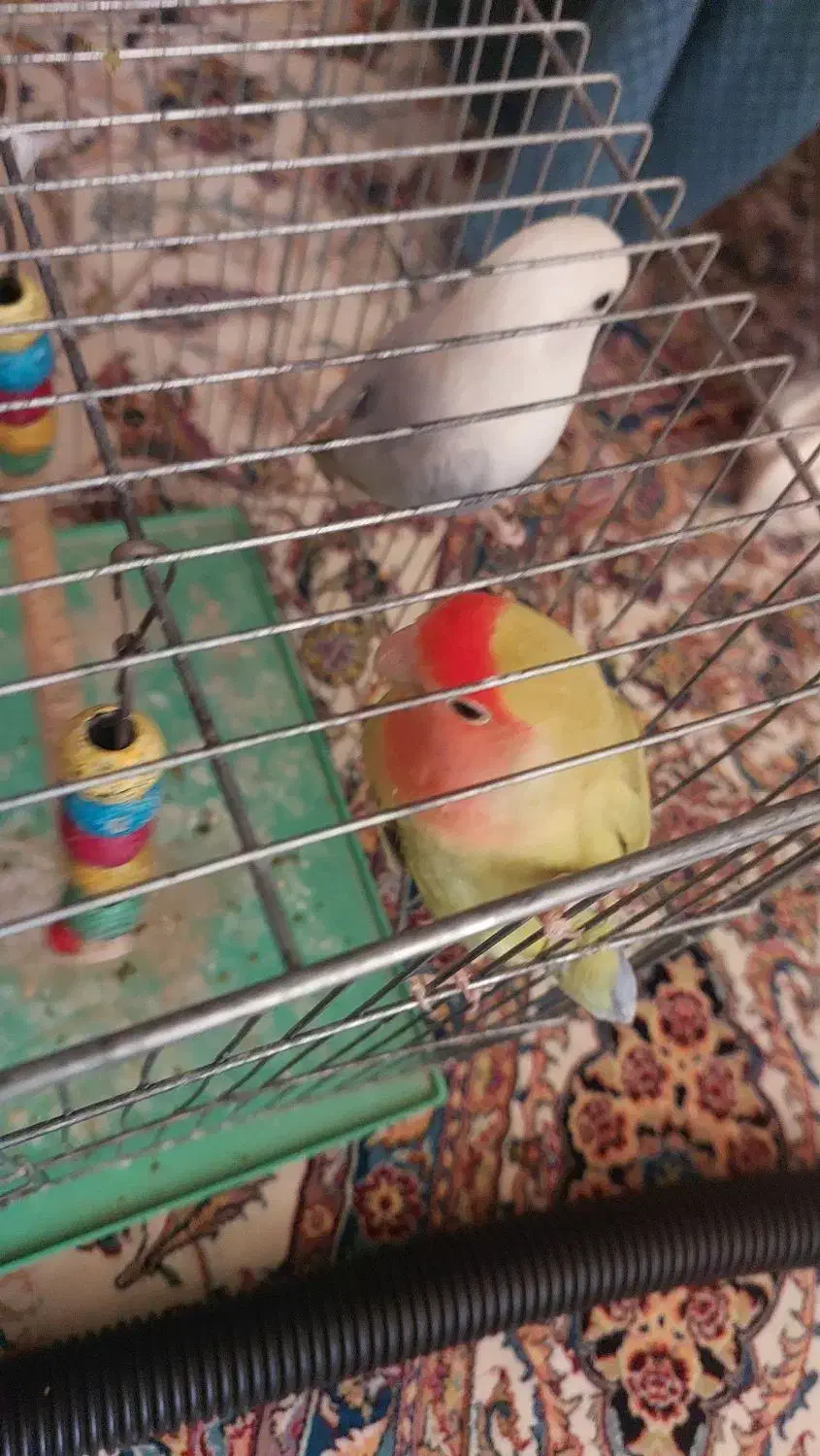 جفت طوطی برزیلی خوشرنگ و خاص|پرنده|فولادشهر, B8|دیوار