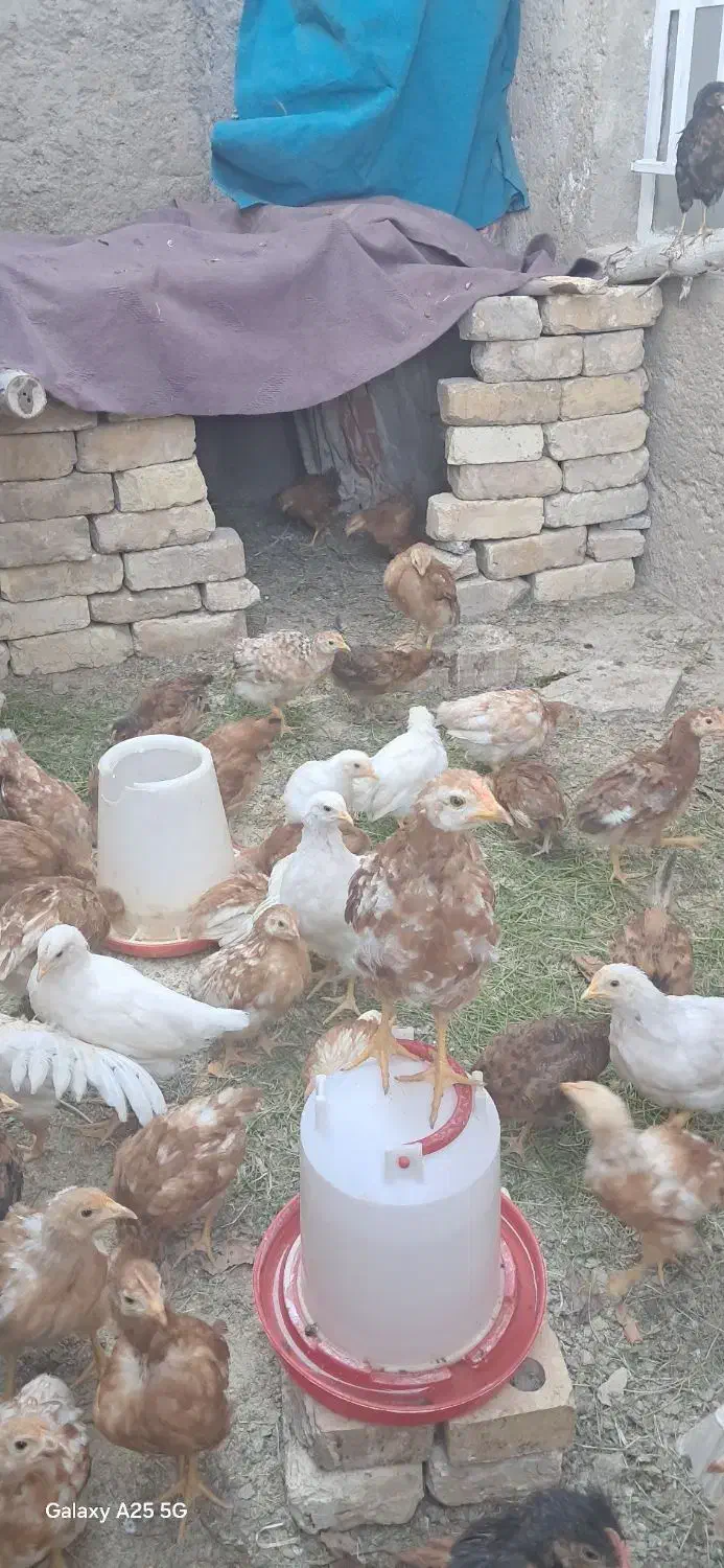 جوجه گلپایگانی ۷۰ روزه|حیوانات مزرعه|باغ بهادران, |دیوار