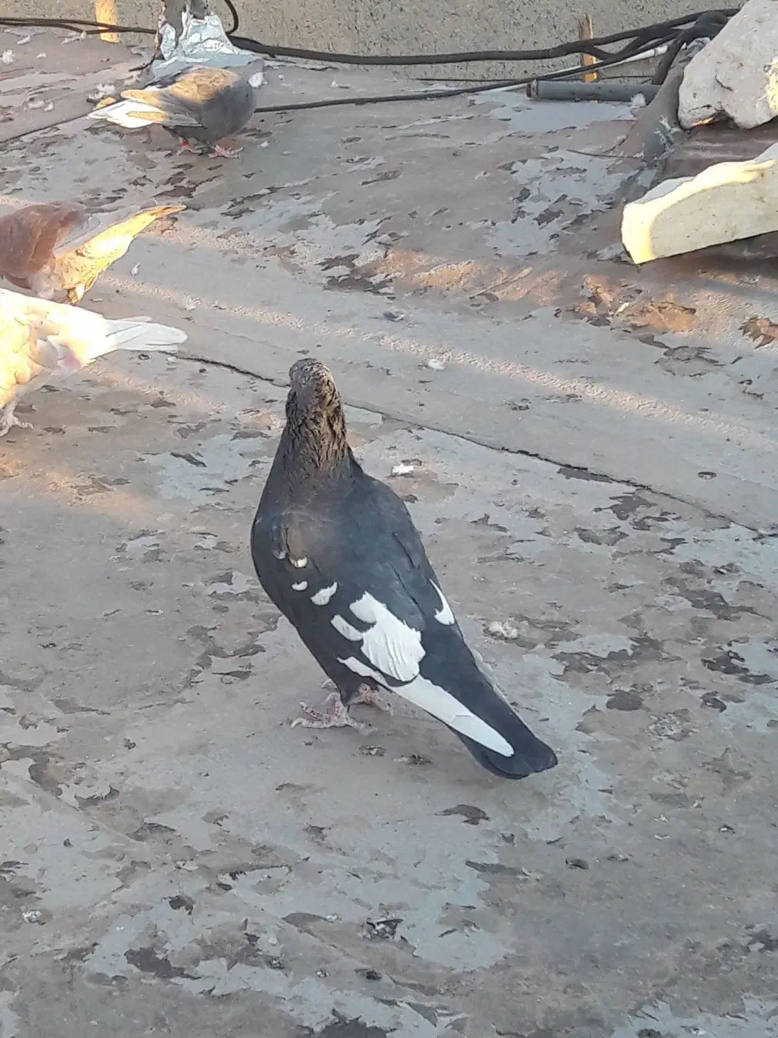 چندعددکبوتر|پرنده|ایلام, |دیوار