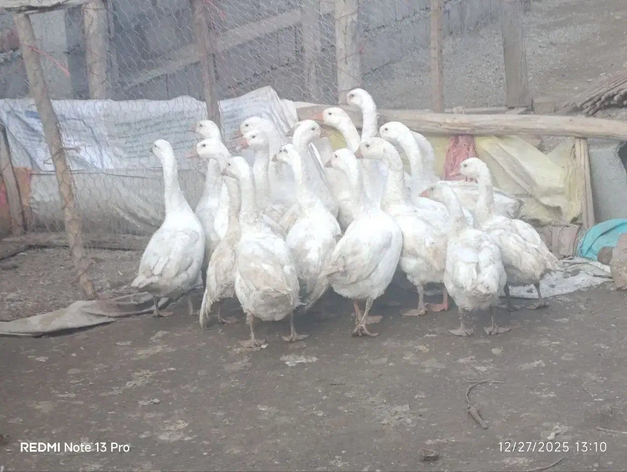 قوغاز|حیوانات مزرعه|میاندوآب, |دیوار