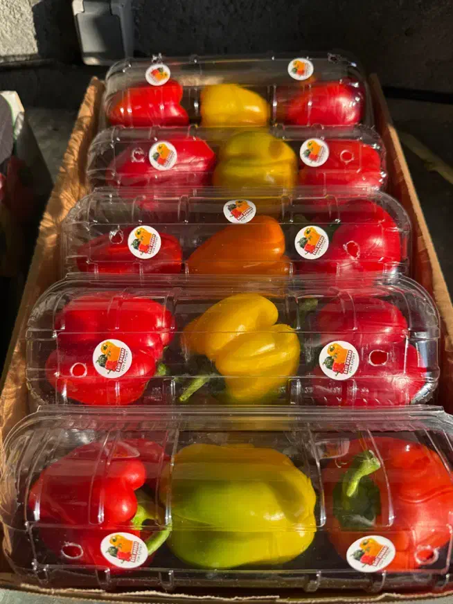 نیرو کار جهت بسته بندی میوه|استخدام خدمات فروشگاه و رستوران|اصفهان, نقش جهان|دیوار