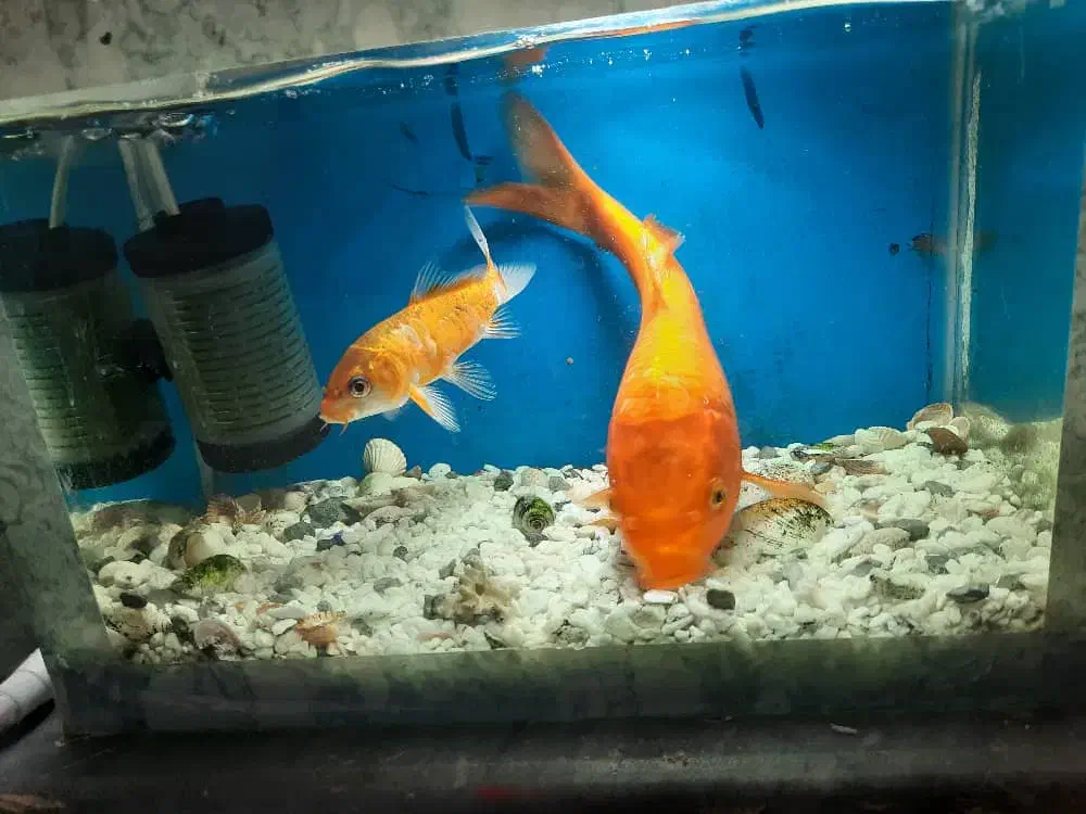 ماهی کوی بزرگ و کوچک|ماهی|مرودشت, بیست متری بیمارستان|دیوار