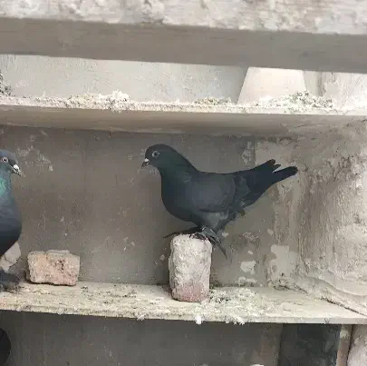 کبوتر|پرنده|تبریز, |دیوار