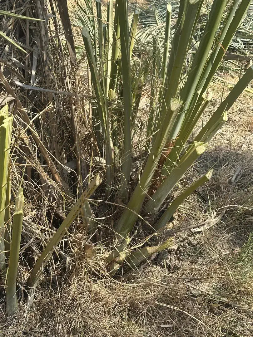 دمیت نخل کبکاب(پاجوش)|گل و گیاه طبیعی|سعدآباد, |دیوار