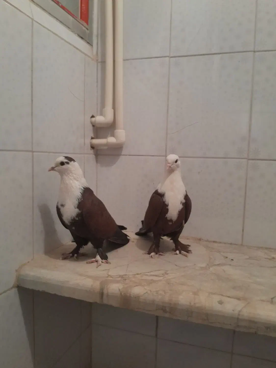 کربلایی|پرنده|بجنورد, |دیوار