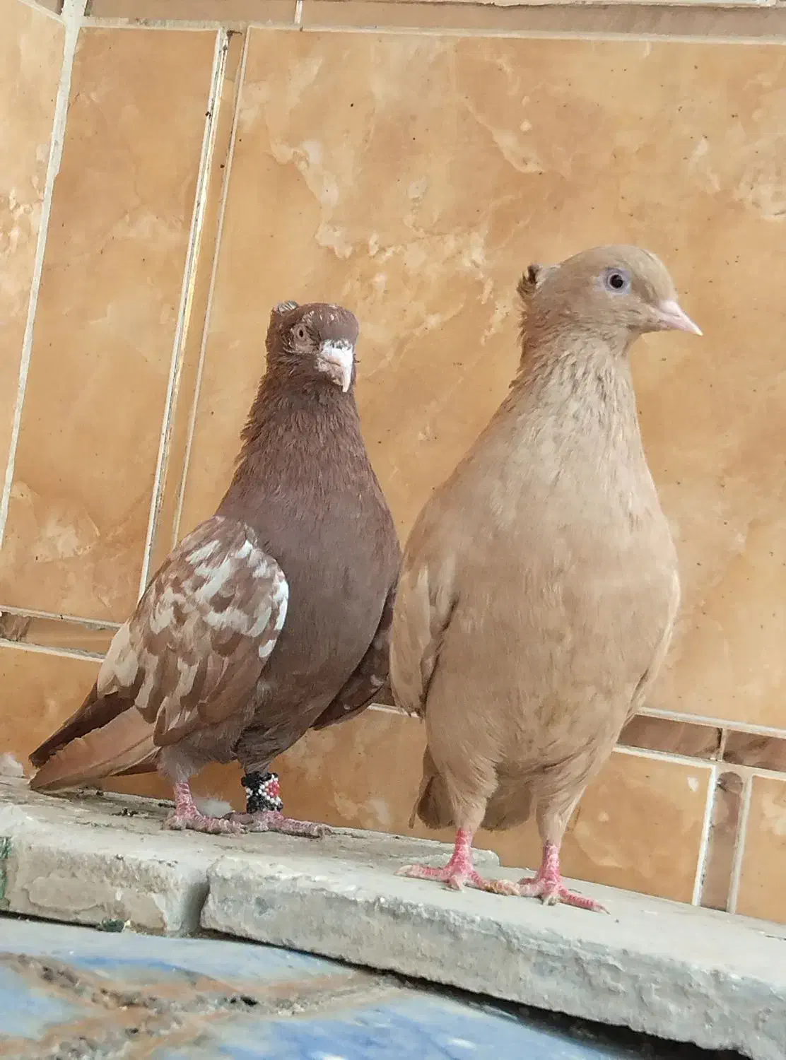 بستان کبوتر سینه ای|پرنده|دشت آزادگان, |دیوار