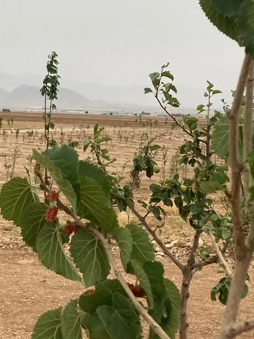 باغ دنج 800 متری با درختان مثمر|فروش دفتر صنعتی، کشاورزی، تجاری|بروجن, |دیوار