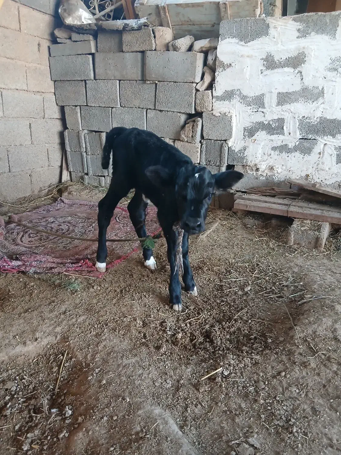 گوساله ماده|حیوانات مزرعه|بندر گناوه, |دیوار