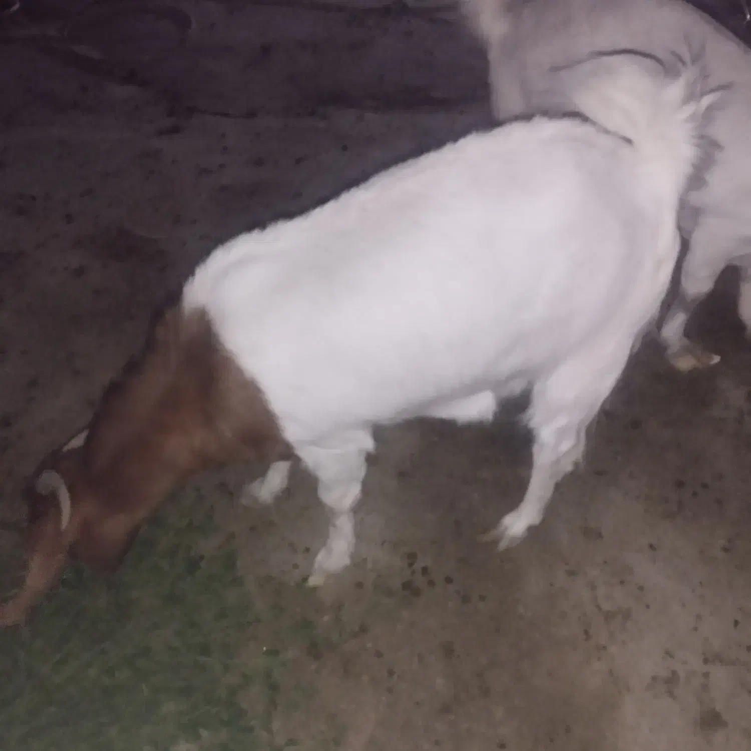 گوسفند فروشی|حیوانات مزرعه|سراوان, |دیوار