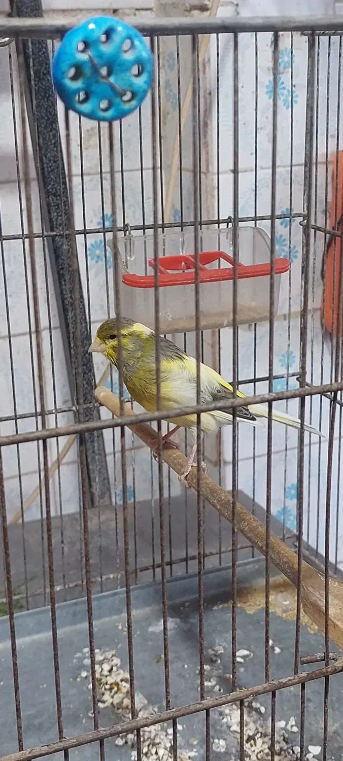 قناری نر|پرنده|کرمانشاه, |دیوار