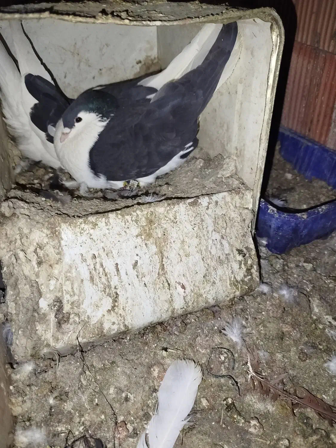 جفت چپ روتخم معاوضه|پرنده|کرمان, |دیوار