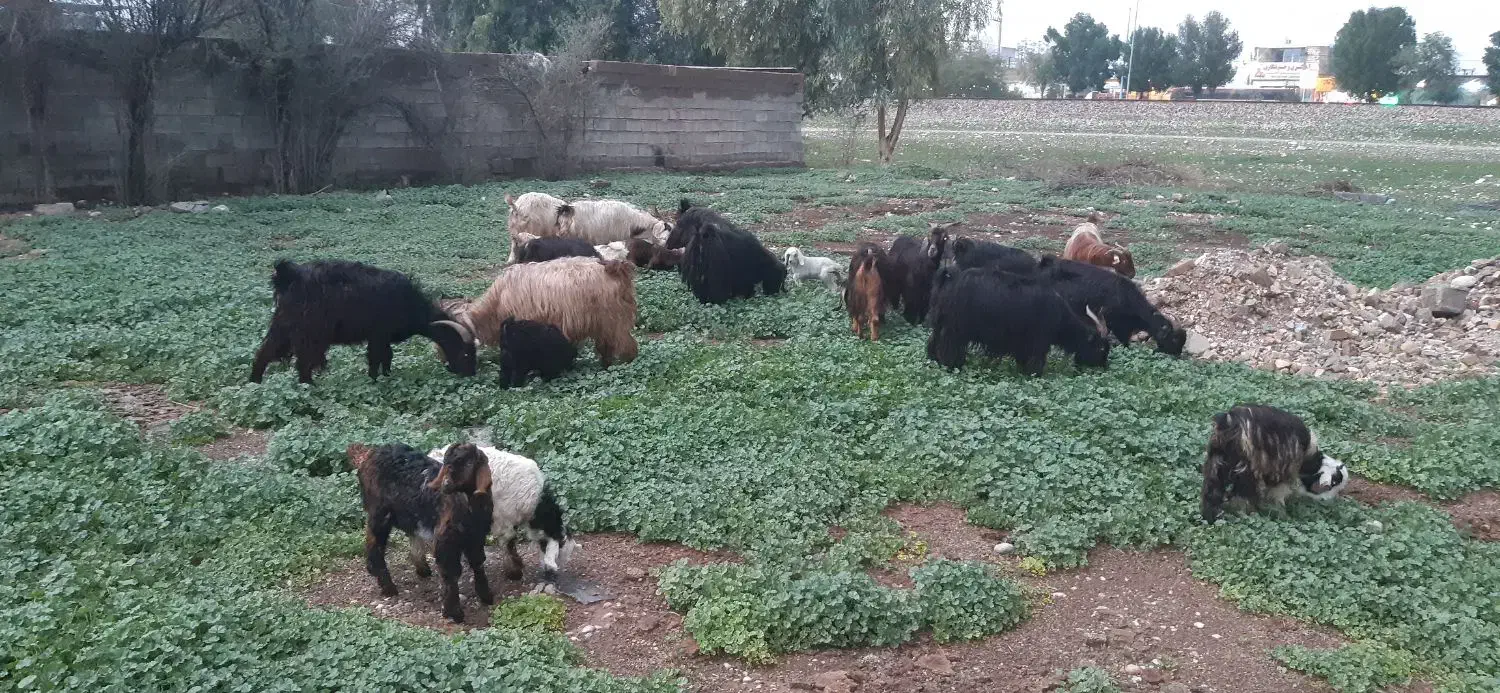 بز و بیگ|حیوانات مزرعه|اندیمشک, |دیوار