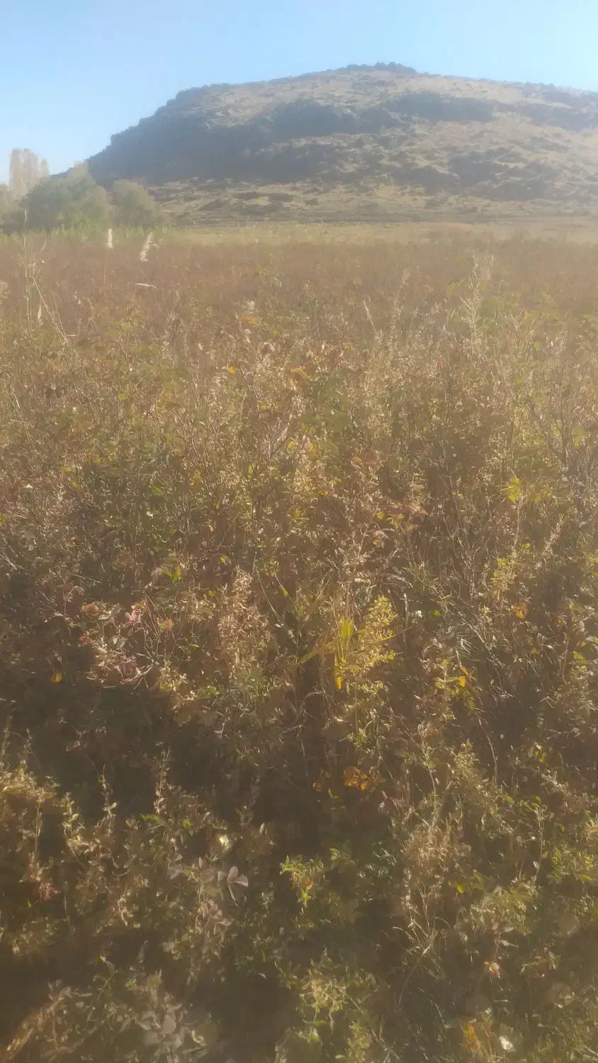 نهال گل محمدی( گلباخی)|خدمات باغبانی و درختکاری|سنندج, |دیوار